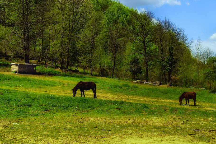 greece, varvara, valley, forest, horses, meadow, trees, plant HD wallpaper