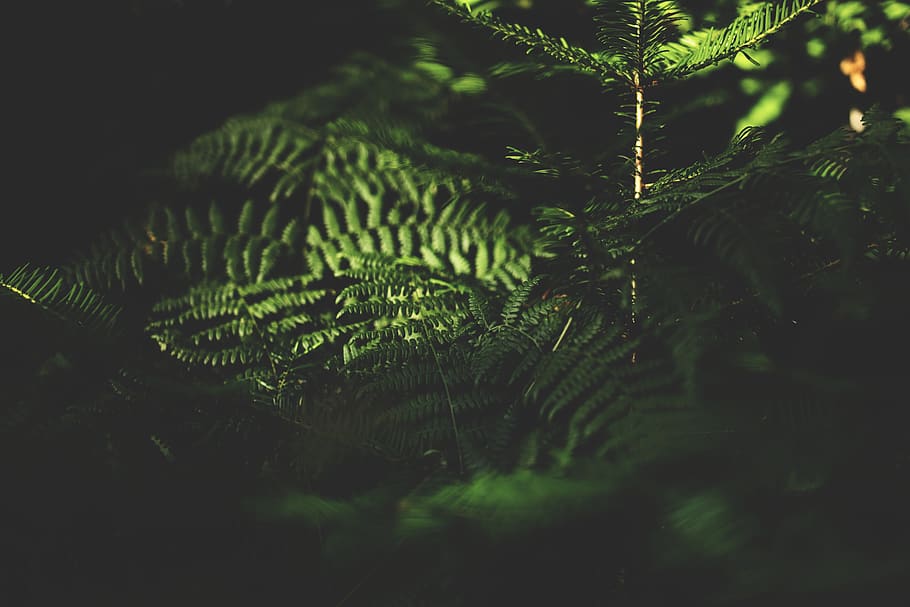 plant, leaf, plant part, growth, fern, tree, beauty in nature HD wallpaper