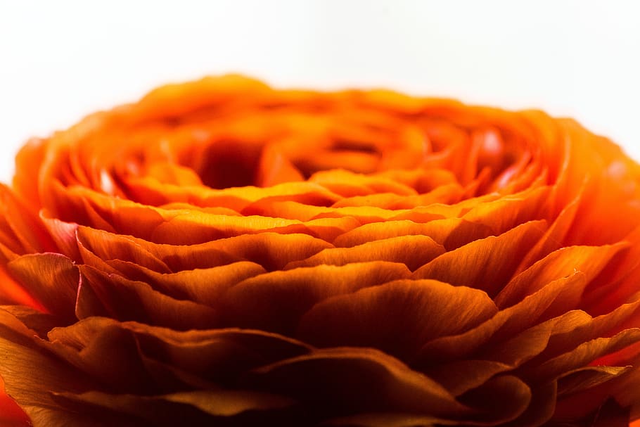 flower, spring, nature, bloom, flora, beauty, close, colorful HD wallpaper