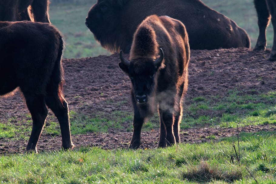 wisent, buffalo, bison, massive, beef, horns, animal, zoo, large HD wallpaper