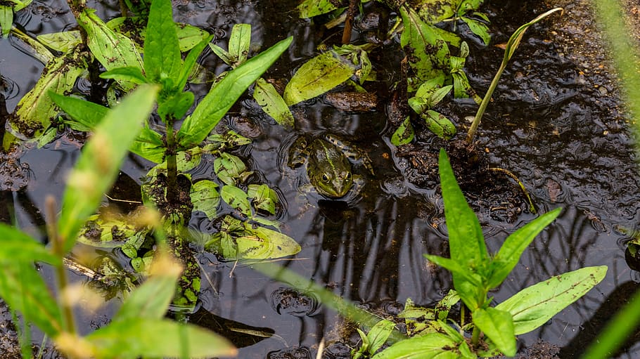 pools, pond, frog, nature, waters, aquatic animal, frog pond HD wallpaper