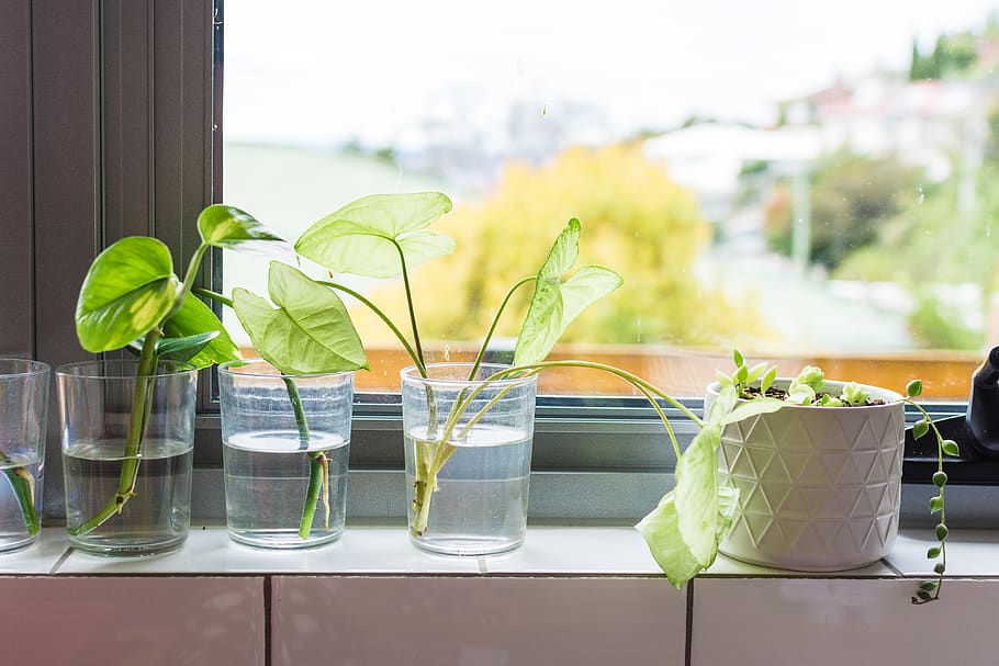 australia, hobart, windowsill, kitchen, houseplant, glass, view HD wallpaper