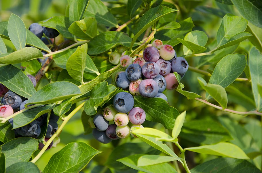 blueberry, fruit, summer, pie, tart, food, suites, leaf, plant part HD wallpaper