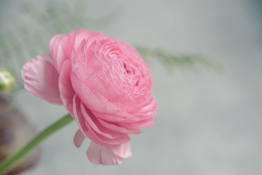 ranunculus, pink, pink ranunkel, flower, pink flower, blossom, HD wallpaper