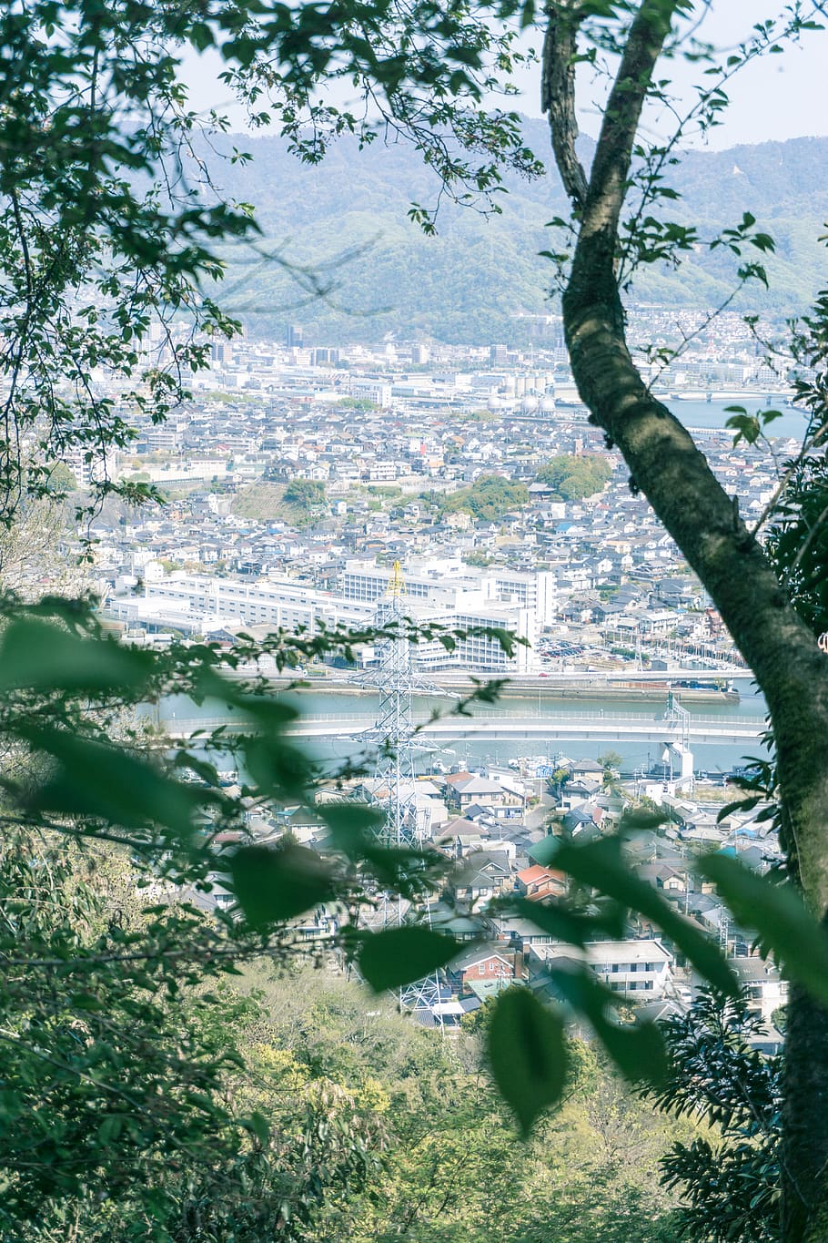 cityscape during daytime, plant, tree, tree trunk, outdoors, vegetation HD wallpaper