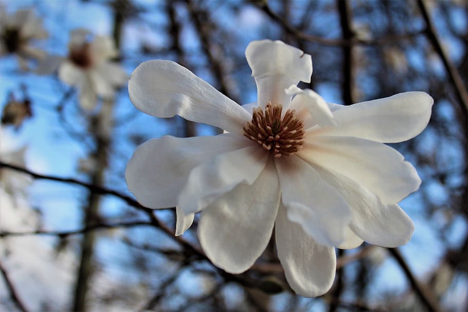 white, flower, tree, bloom, spring, nature, color, sky, blue HD wallpaper