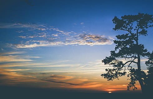 Tree silhouette and sunset background, cloud, horizon, landscape HD wallpaper