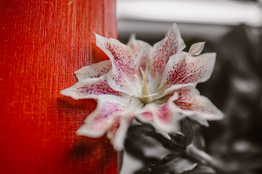 retro, macro, book, red, flower, flowering plant, freshness HD wallpaper