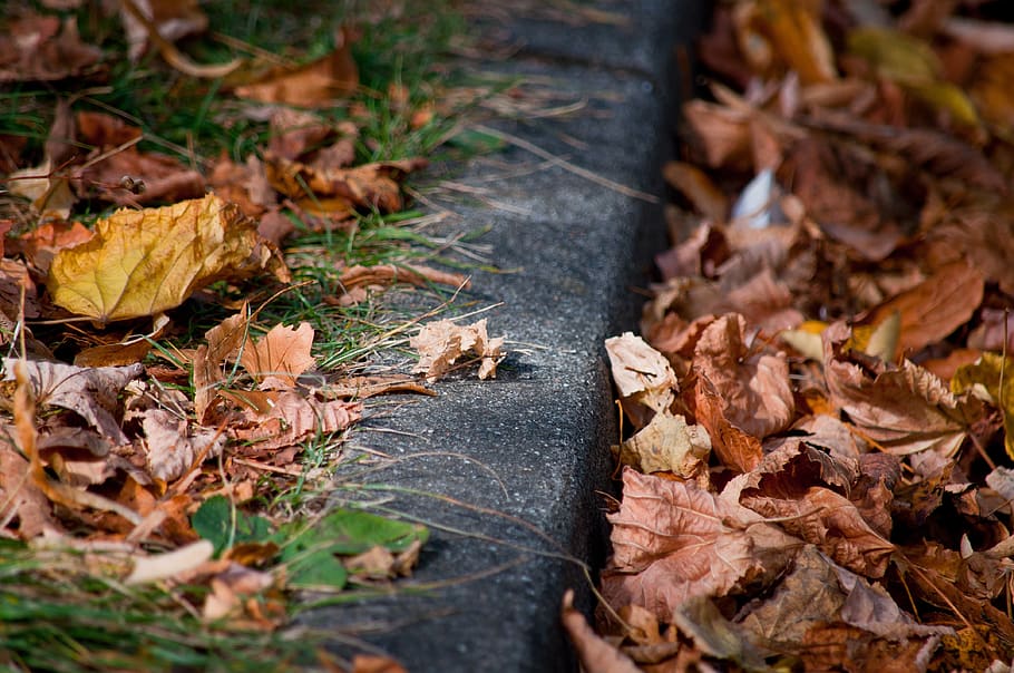 curb, road, sidewalk, pavement, autumn, leaves, grass, colorful HD wallpaper