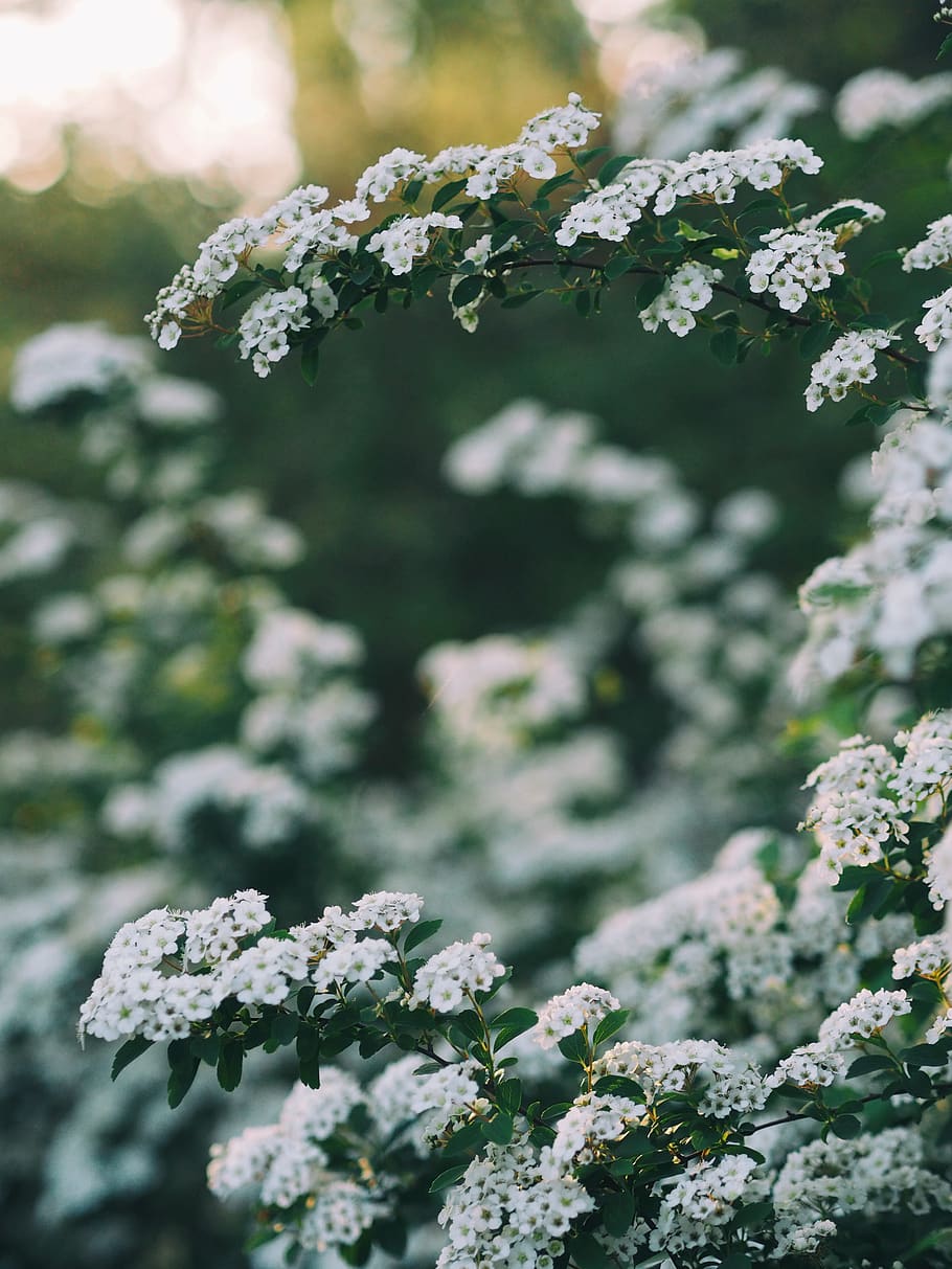 white, flower, tree, plant, nature, blur, garden, fragility HD wallpaper