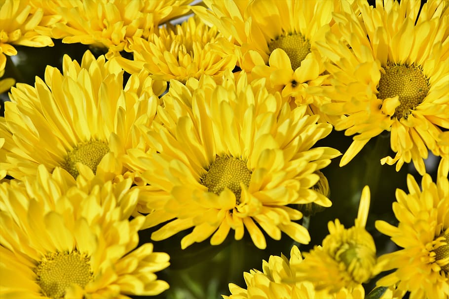 herbstaster, blossom, bloom, flower, yellow, plant, nature HD wallpaper