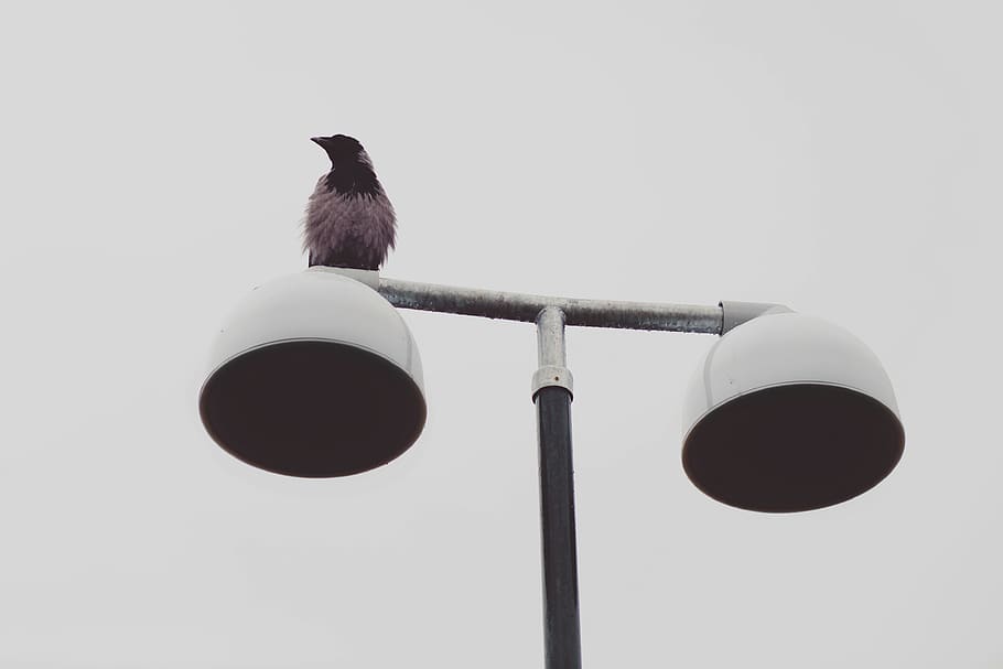 bird, lamp posts, animal, vertebrate, animal themes, perching HD wallpaper