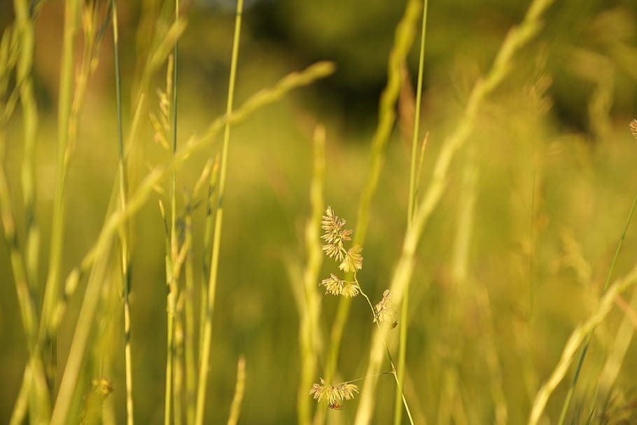 background, grass, nature, field, in the summer of, texture HD wallpaper