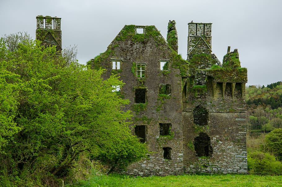ireland, county cork, tree, ruins, coppingers court, abandoned