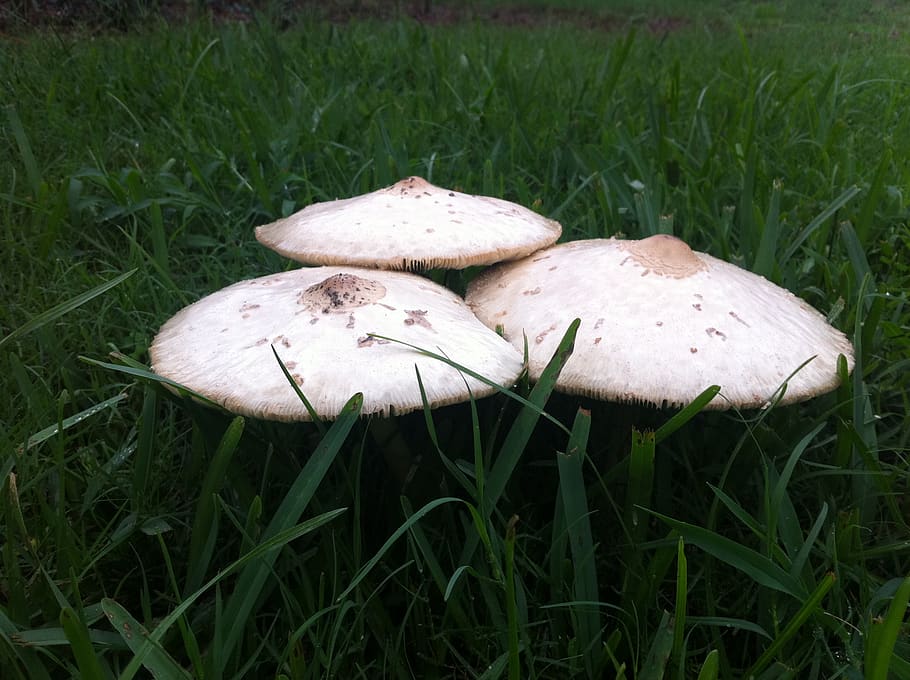 mushrooms, nature, grass, fungus, plant, growth, vegetable HD wallpaper