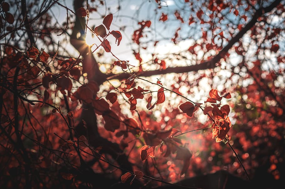red-leafed tree during daytime, plant, athens, maple, flower HD wallpaper