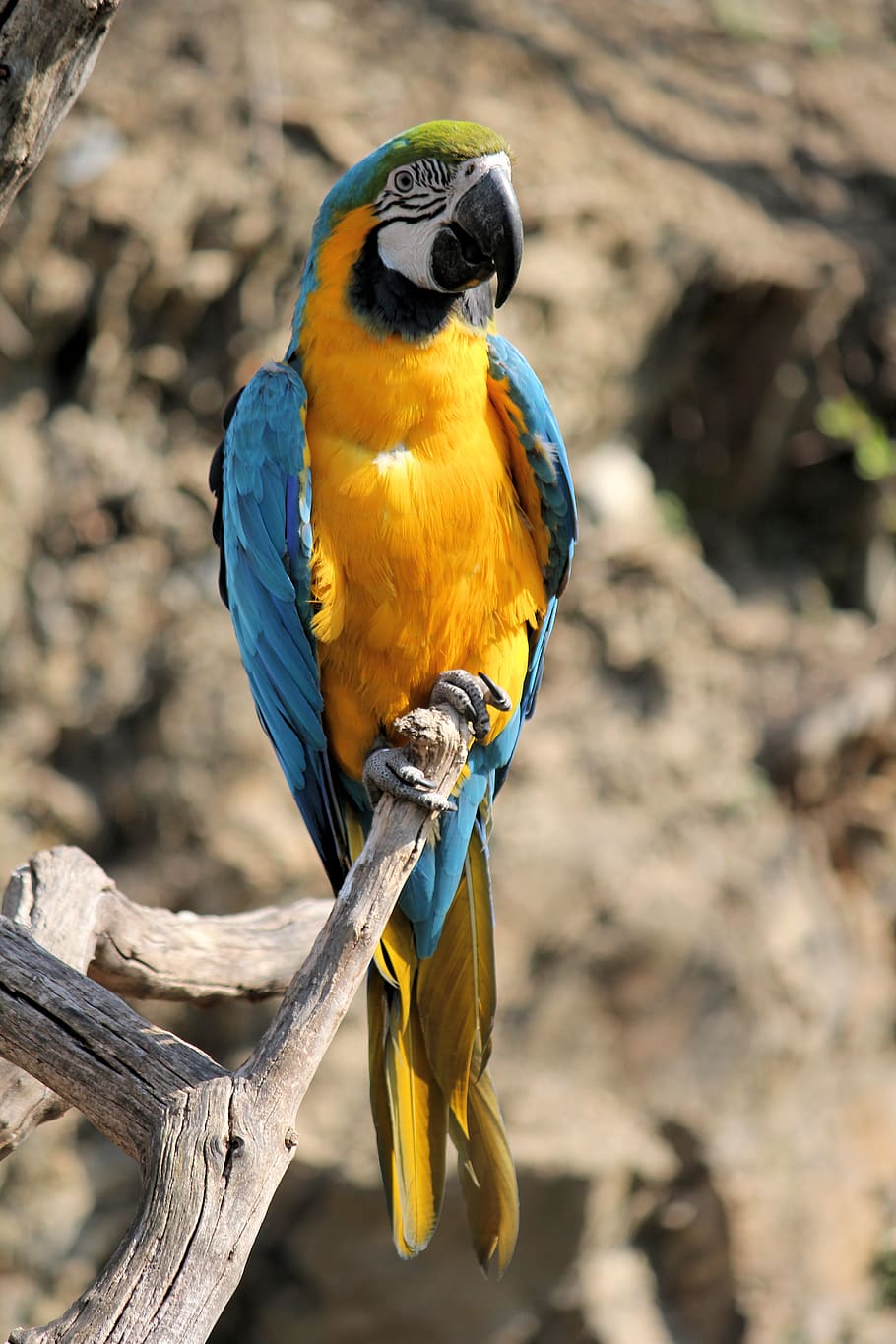 ara, ararauna, parrot, bird, colored, yellow, the yellow-green, HD wallpaper