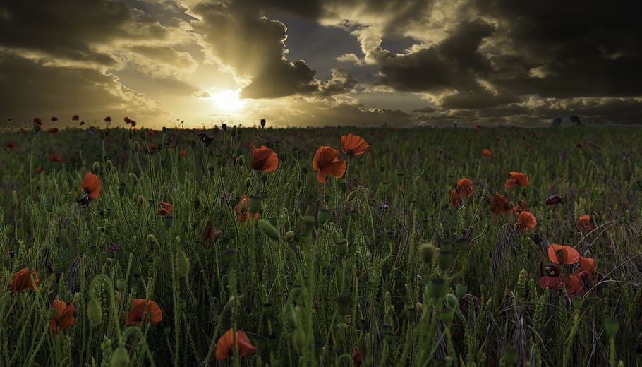 red flowers, plant, sky, field, land, beauty in nature, growth HD wallpaper