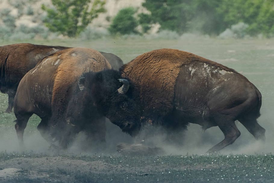 Wild bison reserve 1080P, 2K, 4K, 5K HD wallpapers free download |  Wallpaper Flare