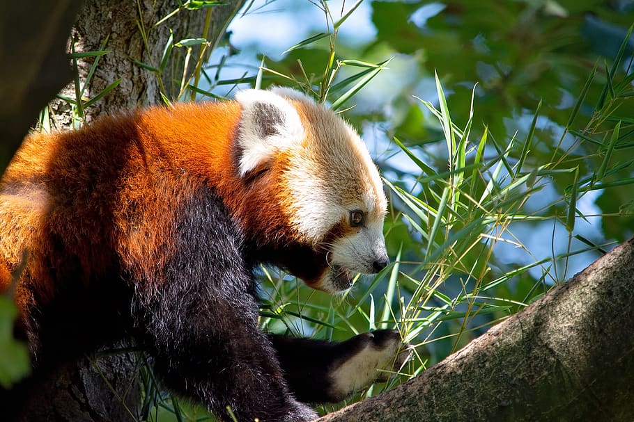 red panda, bear cat, mammal, animal, close up, tree, sweet, HD wallpaper