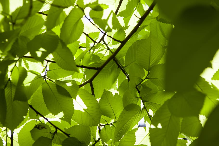 australia, melbourne, green, nature, leaves, wallpaper hdwallpaper