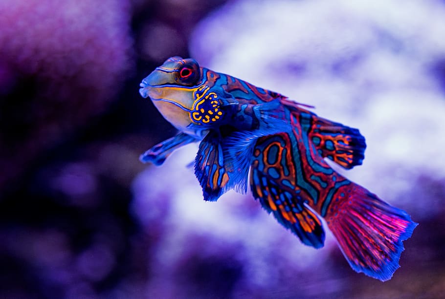 blue madarin fish, animal, animal themes, animal wildlife, one animal HD wallpaper