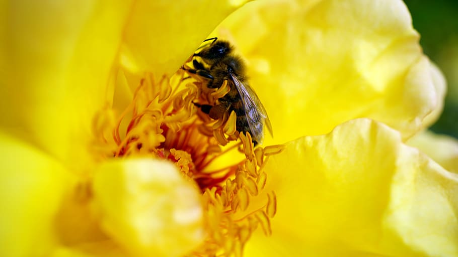 Honeybee on Yellow Petaled Flower, animal, beautiful, bloom, blooming HD wallpaper