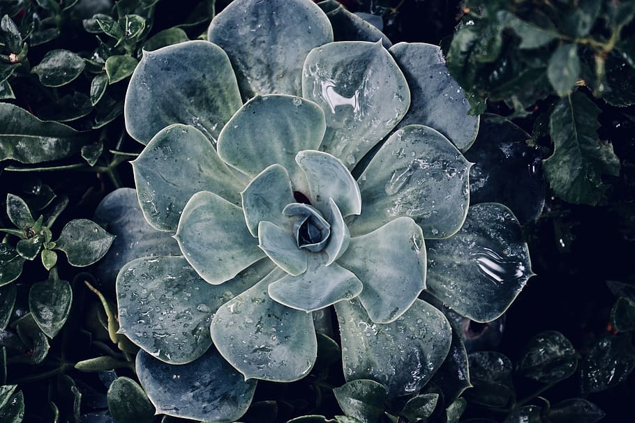 succulent plant, nature, close-up, growth, no people, leaf, beauty in nature HD wallpaper