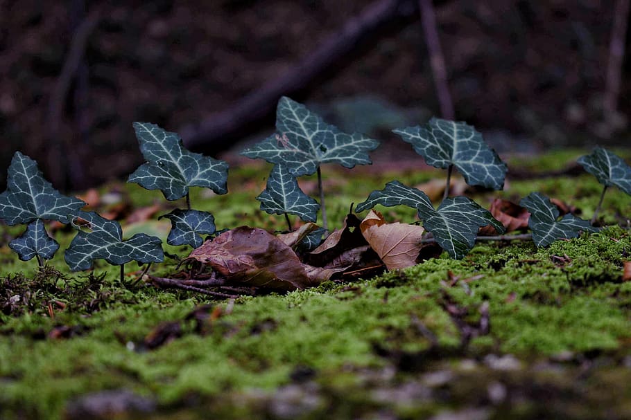 nature, green, forest, walk, leaf, grass, summer, rainy, earth HD wallpaper