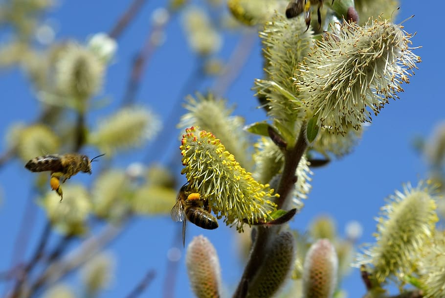 Honey Bee Perched on Green Flower, bees, bloom, blossom, blur, HD wallpaper