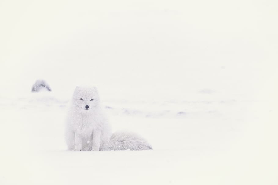 snow, winter, white, cold, weather, ice, nature, arctic, animal HD wallpaper