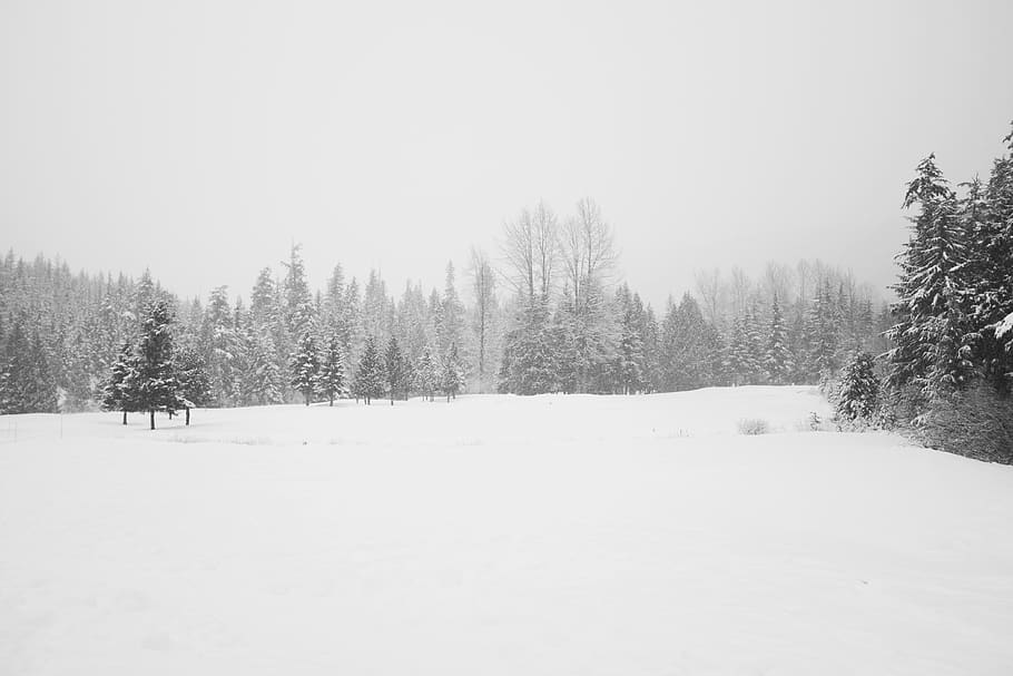 landscape, bc, canada, british columbium, bw, black and white HD wallpaper