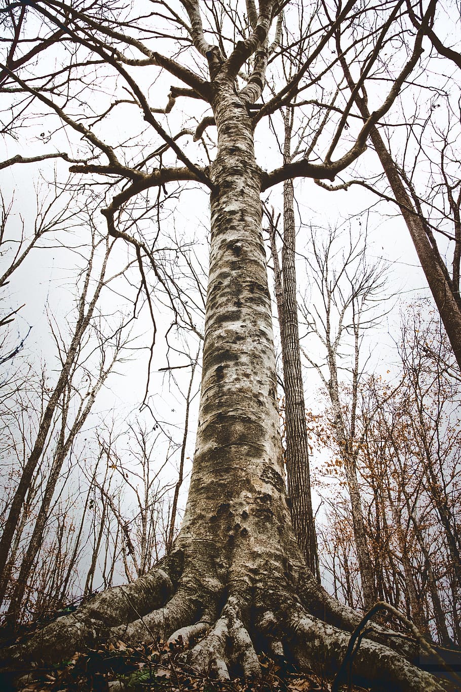 low angle view of forest tree, plant, tree trunk, winter, palm tree HD wallpaper