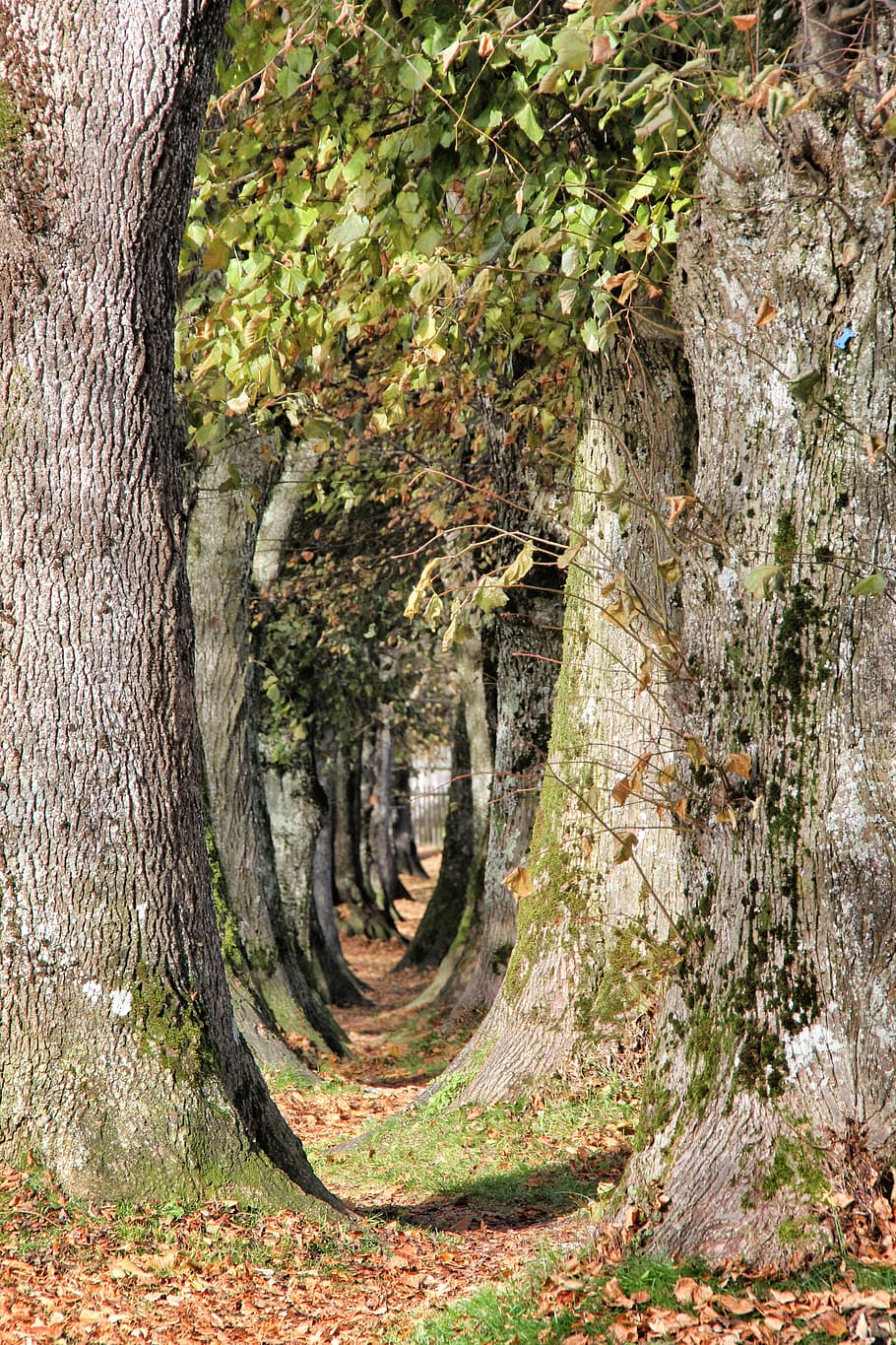 nature, tree, wood, bark, tribe, avenue, lindenallee, autumn HD wallpaper