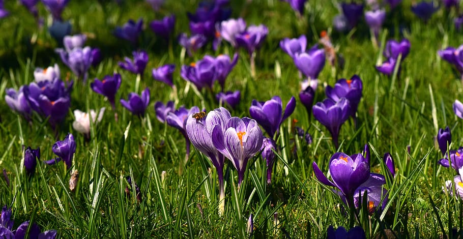 meadow, flower meadow, crocus, spring, flowers, purple, beautiful HD wallpaper