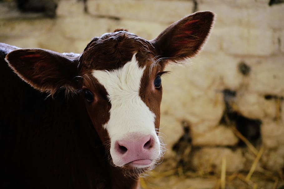 Calf Cow, nature, cows, farm, farming, livestock, animal themes, HD wallpaper