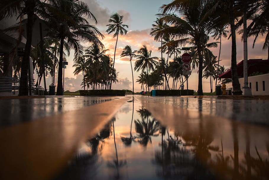 palm trees, sky, cloud, road, water, reflection, perspective HD wallpaper