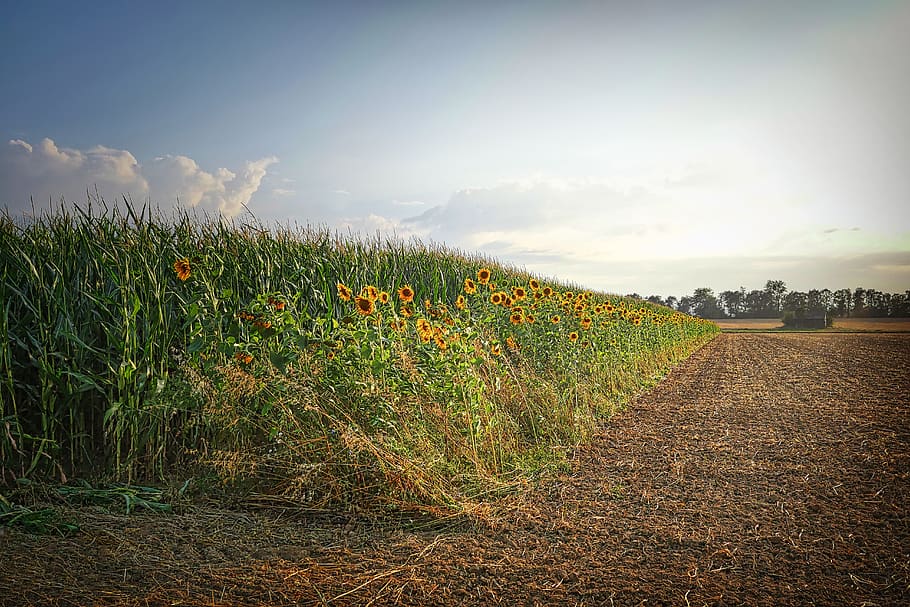 field, sunflower, arable, flora, blossom, bloom, summer, sunflower field HD wallpaper