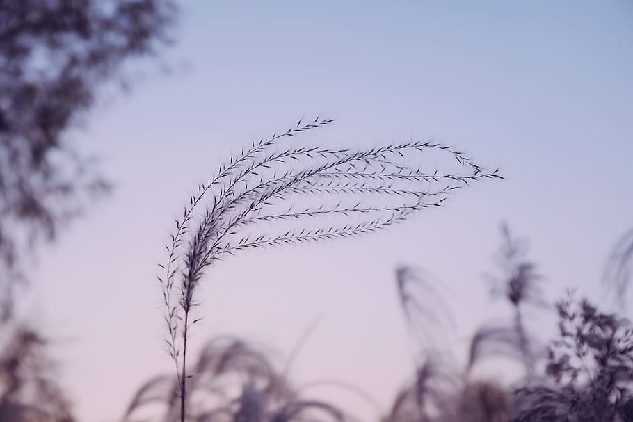 windswept plant, grass, lawn, reed, tree, sky, stem, nature, animal HD wallpaper