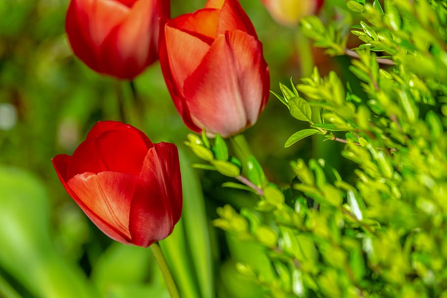tulips, red, red tulips, flowers, spring, plant, liliaceae, HD wallpaper