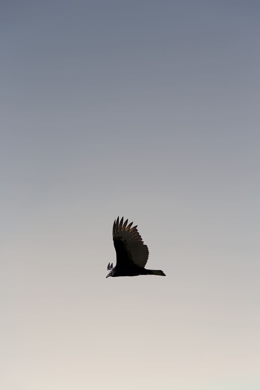 Black Eagle Flying, wings, animal wildlife, bird, animals in the wild HD wallpaper