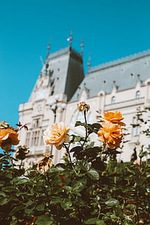orange flowers, flora, plant, cosmos, ivy, blossom, architecture HD wallpaper