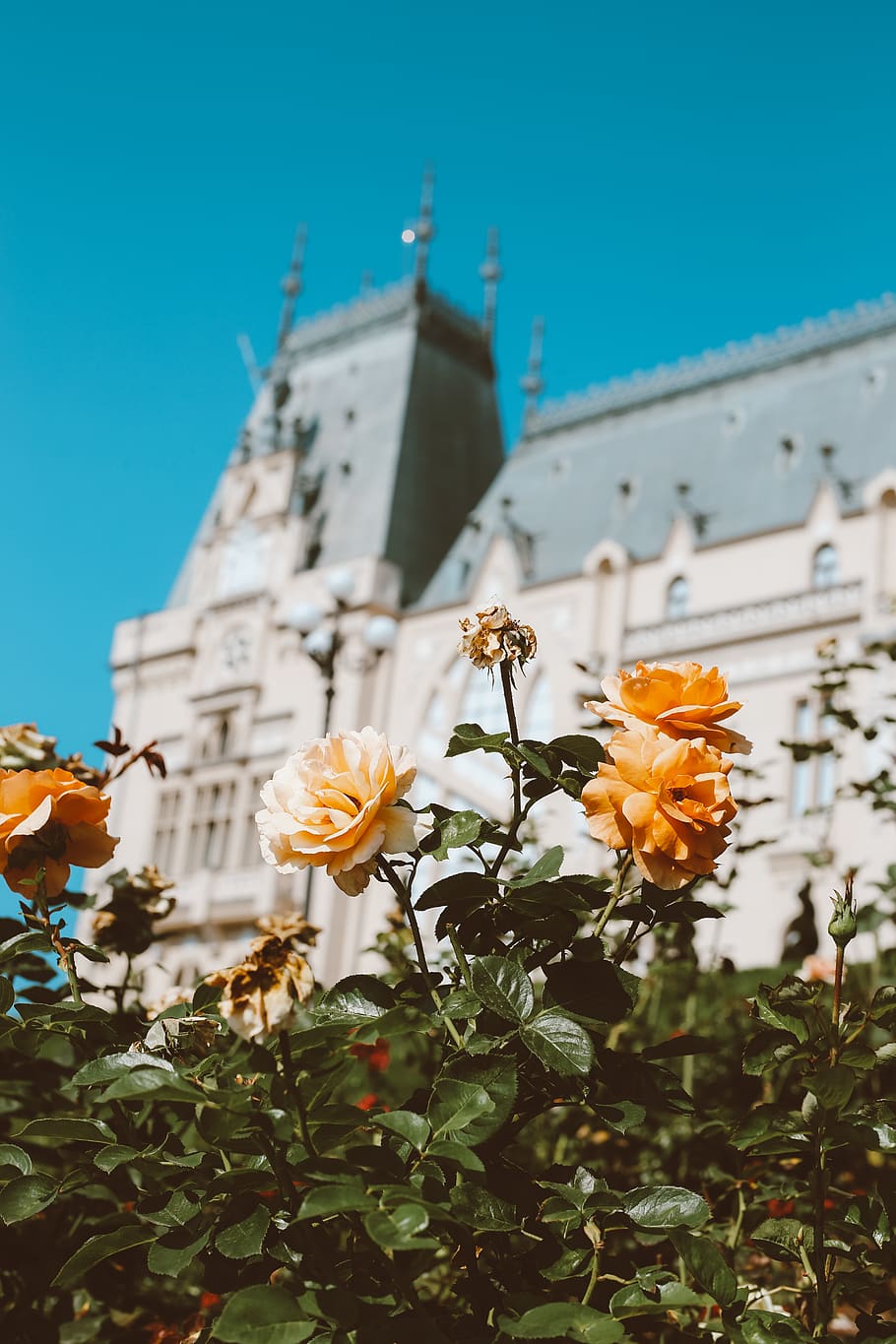 orange flowers, flora, plant, cosmos, ivy, blossom, architecture HD wallpaper