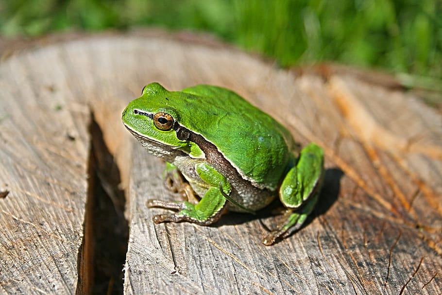 Green frog, animal, animal themes, animal wildlife, one animal HD wallpaper