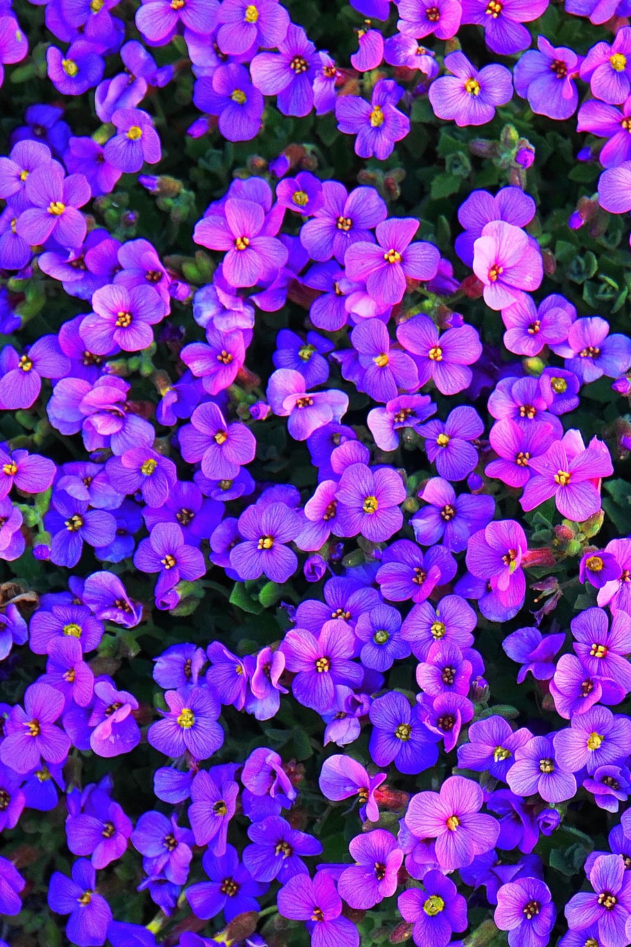 Purple flowers flower flower flowers purple purple flower spring HD  phone wallpaper  Peakpx