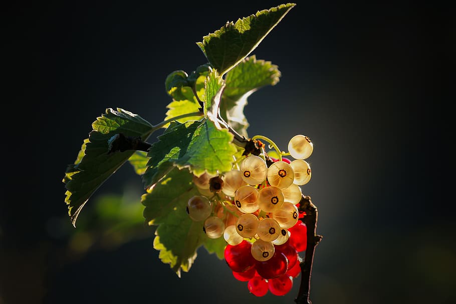 berries, white, red, bush, plant, garden, green, summer, fruit HD wallpaper
