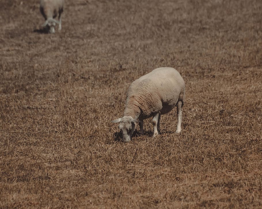 sheep, nature, summer, animals, folk, animal themes, mammal HD wallpaper