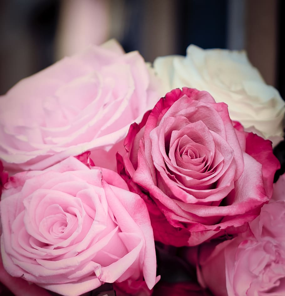 roses, pink, romantic, wedding, rose bloom, love, flower, flowering plant HD wallpaper