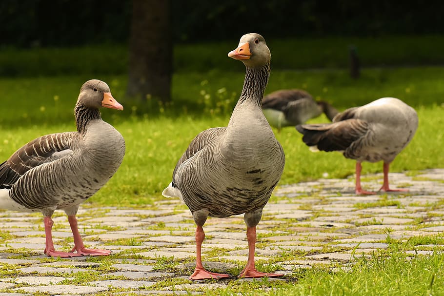 HD wallpaper: geese, wild geese, waterfowl, group, goose-char, bird ...