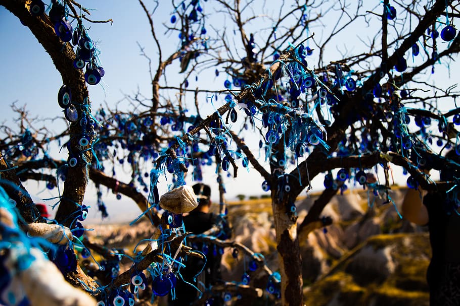 tree, plant, branch, nature, day, sky, focus on foreground HD wallpaper